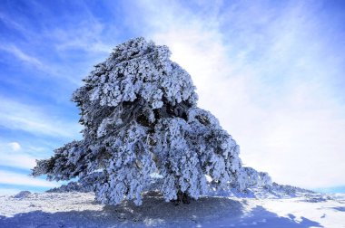 Granada 'nın iç kısımlarından karlı manzaralar - İspanya