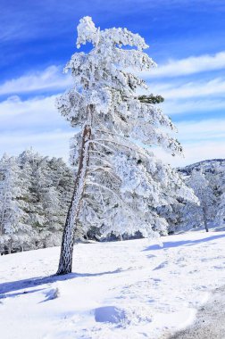 Granada 'nın iç kısımlarından karlı manzaralar - İspanya
