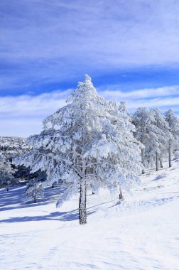Granada 'nın iç kısımlarından karlı manzaralar - İspanya