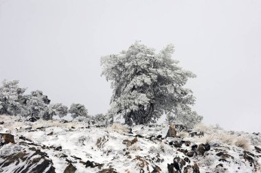 Granada 'nın iç kısımlarından karlı manzaralar - İspanya