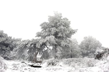 Granada 'nın iç kısımlarından karlı manzaralar - İspanya