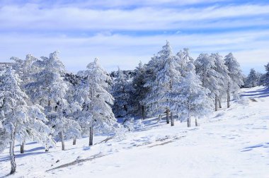Granada 'nın iç kısımlarından karlı manzaralar - İspanya