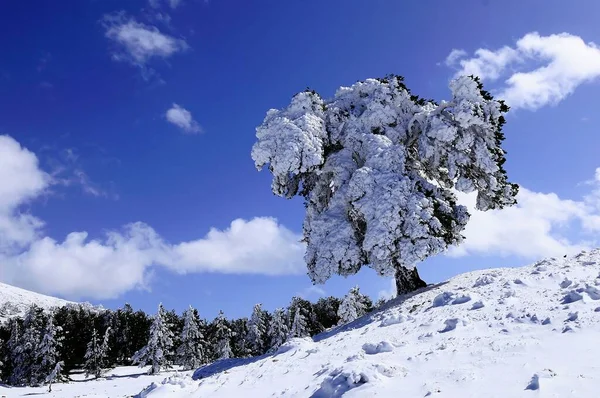 Granada 'nın iç kısımlarından karlı manzaralar - İspanya