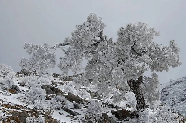 Granada 'nın iç kısımlarından karlı manzaralar - İspanya