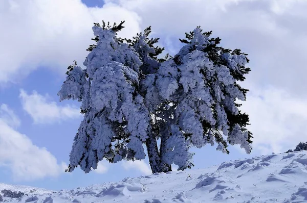 来自西班牙格拉纳达内陆的雪地景观 — 图库照片