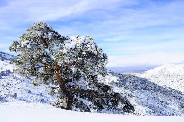 Granada 'nın iç kısımlarından karlı manzaralar - İspanya