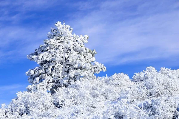 Granada 'nın iç kısımlarından karlı manzaralar - İspanya
