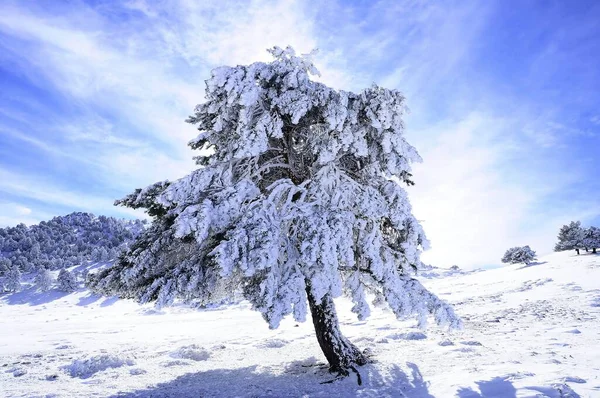 Granada 'nın iç kısımlarından karlı manzaralar - İspanya