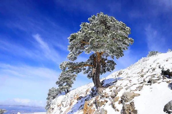 Snowy landscapes from the interior of Granada - Spain — Fotografia de Stock
