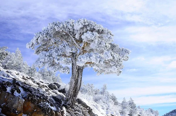 来自西班牙格拉纳达内陆的雪地景观 — 图库照片