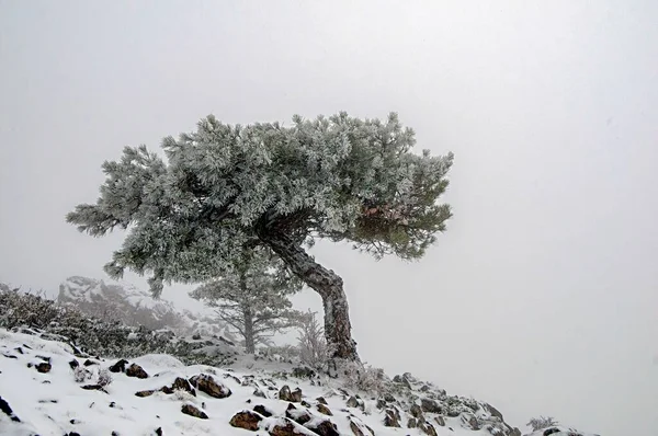 Granada 'nın iç kısımlarından karlı manzaralar - İspanya