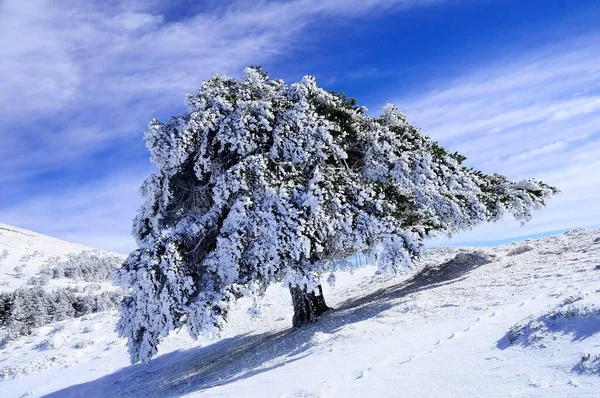 Snowy landscapes from the interior of Granada - Spain — Foto Stock