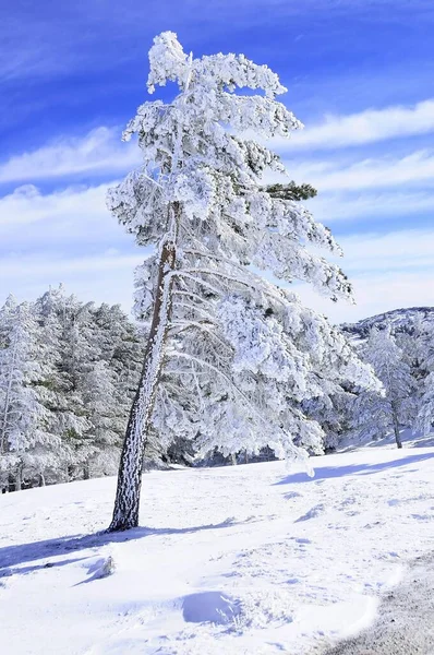 Granada 'nın iç kısımlarından karlı manzaralar - İspanya