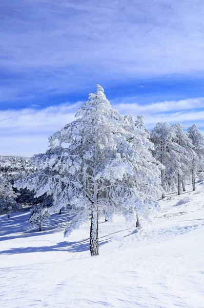 Granada 'nın iç kısımlarından karlı manzaralar - İspanya