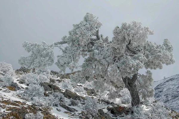 来自西班牙格拉纳达内陆的雪地景观 — 图库照片