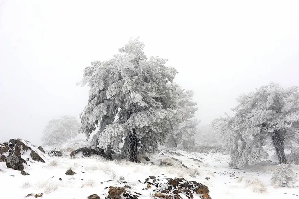 Granada 'nın iç kısımlarından karlı manzaralar - İspanya