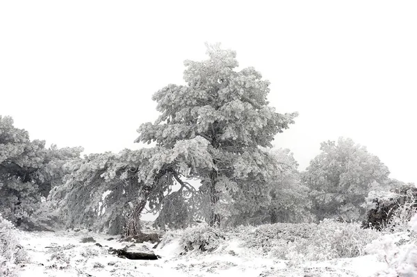 Granada 'nın iç kısımlarından karlı manzaralar - İspanya