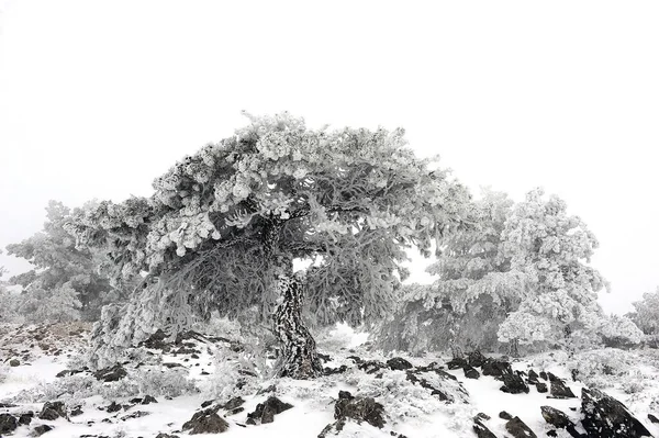 Granada 'nın iç kısımlarından karlı manzaralar - İspanya