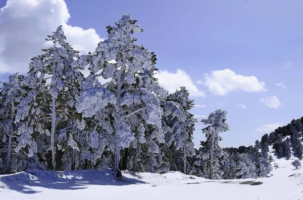 Snowy landscapes from the interior of Granada - Spain — 图库照片