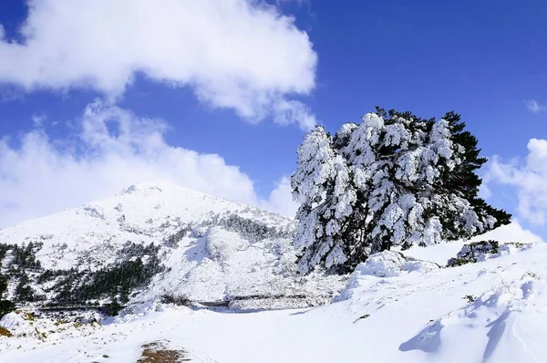 Granada 'nın iç kısımlarından karlı manzaralar - İspanya — Stok fotoğraf