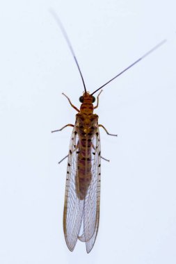 Nöroptera endopterigotik böceklerin bir türüdür..