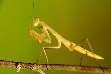 Nöroptera endopterigotik böceklerin bir türüdür..