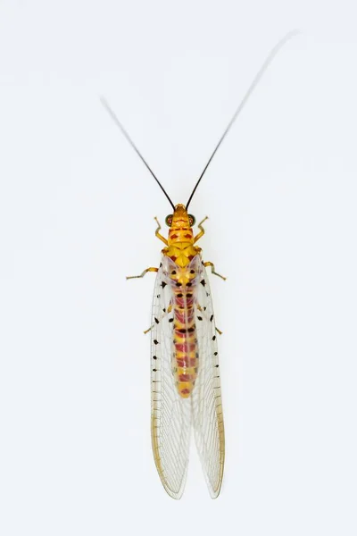 Neuroptera is een orde van endopterygotische insecten.. — Stockfoto