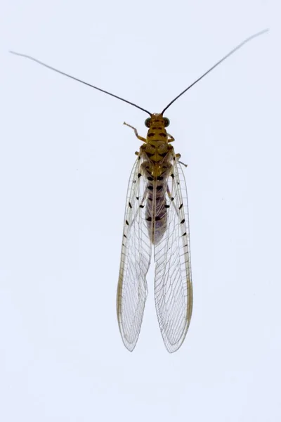 Los neuropteros son un orden de insectos endopterigóticos. — Foto de Stock