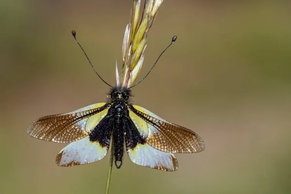 Los neuropteros son un orden de insectos endopterigóticos. —  Fotos de Stock