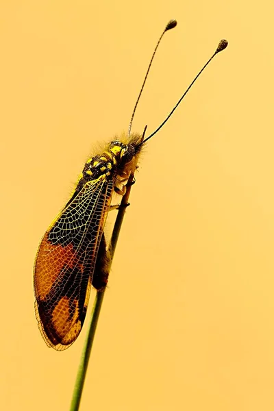 Neuroptera are an order of endopterygotic insects. — Stockfoto