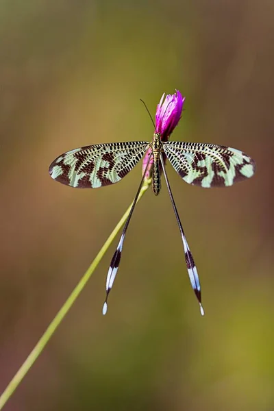 Neuroptera are an order of endopterygotic insects. — Foto Stock