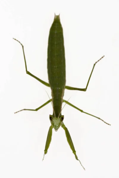 Neuroptera is een orde van endopterygotische insecten.. — Stockfoto