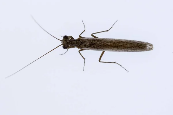 Neuroptera to grupa endopterygocjalnych owadów. — Zdjęcie stockowe