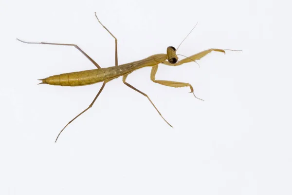 ニューロペラ（Neuroptera）は、昆虫の内因性昆虫である。. — ストック写真