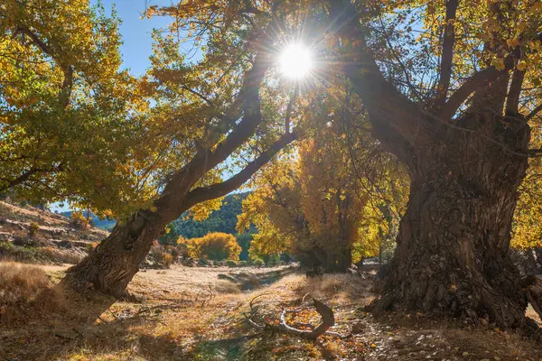 Τυπικά φθινοπωρινό τοπίο στα πεδία της Ανδαλουσίας. — Φωτογραφία Αρχείου