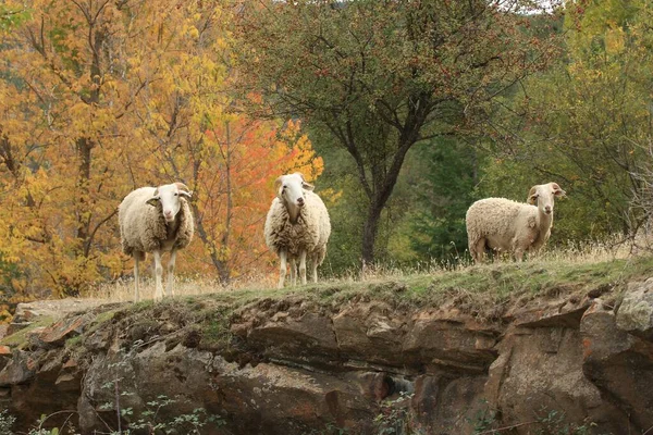 Typisch herfstlandschap in de Andalusische velden. — Stockfoto