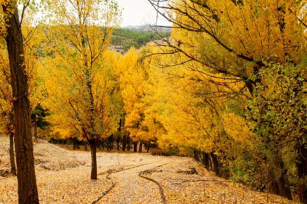 Tipicamente paisagem outonal nos campos andaluzes. — Fotografia de Stock