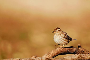 Özgürce ve kendi çevrelerinde kuşlar.
