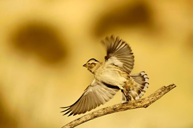 Özgürce ve kendi çevrelerinde kuşlar.