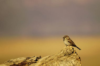 Özgürce ve kendi çevrelerinde kuşlar.