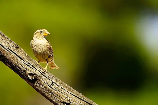 Aves en libertad y en su entorno. —  Fotos de Stock