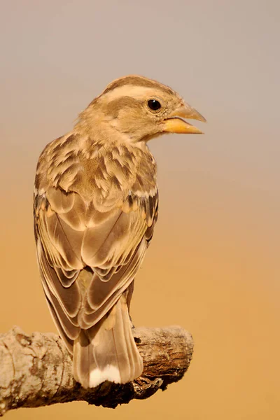 Birds in freedom and in their environment. — Stock Photo, Image