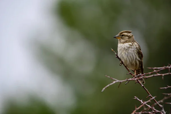 自由と環境の中の鳥. — ストック写真