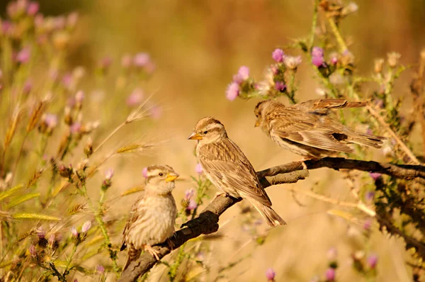 Uccelli in libertà e nel loro ambiente. — Foto Stock