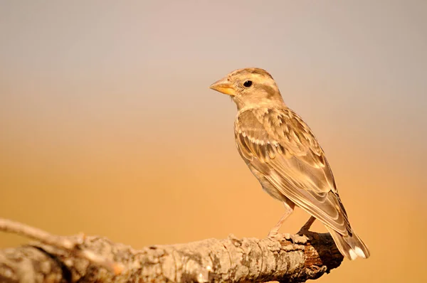 Birds in freedom and in their environment. — Stock Photo, Image