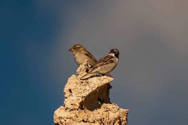 Aves em liberdade e em seu ambiente. — Fotografia de Stock