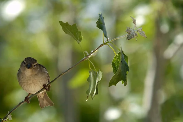 Ptáci ve svobodě a ve svém prostředí. — Stock fotografie