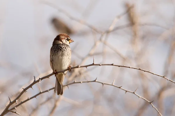 Vogels in vrijheid en in hun omgeving. — Stockfoto