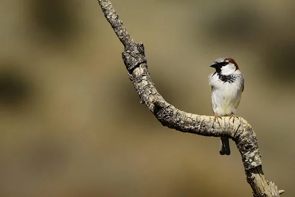 Vogels in vrijheid en in hun omgeving. — Stockfoto