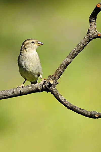 Birds in freedom and in their environment. — Stock Photo, Image